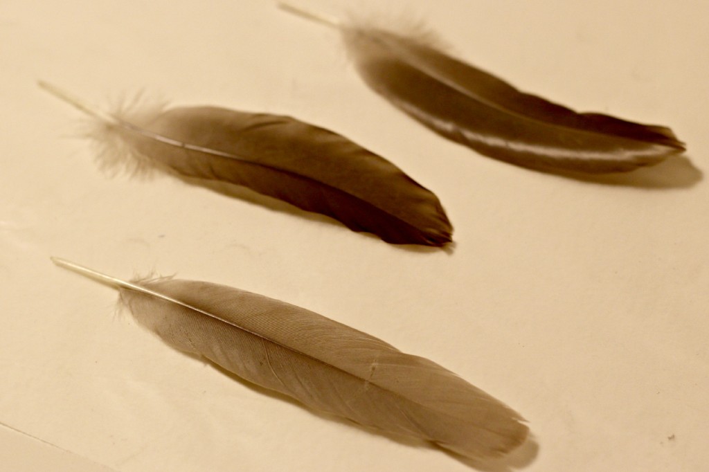 glitter tipped feathers 2