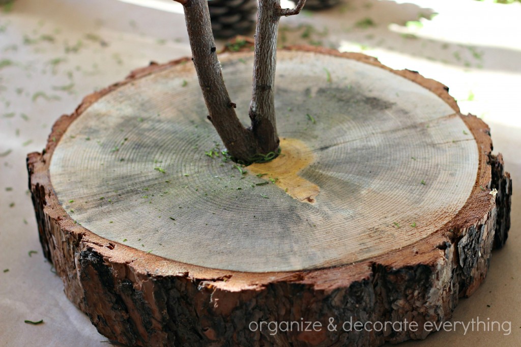 Trunk Slice and Branch Natural Centerpiece 3.1
