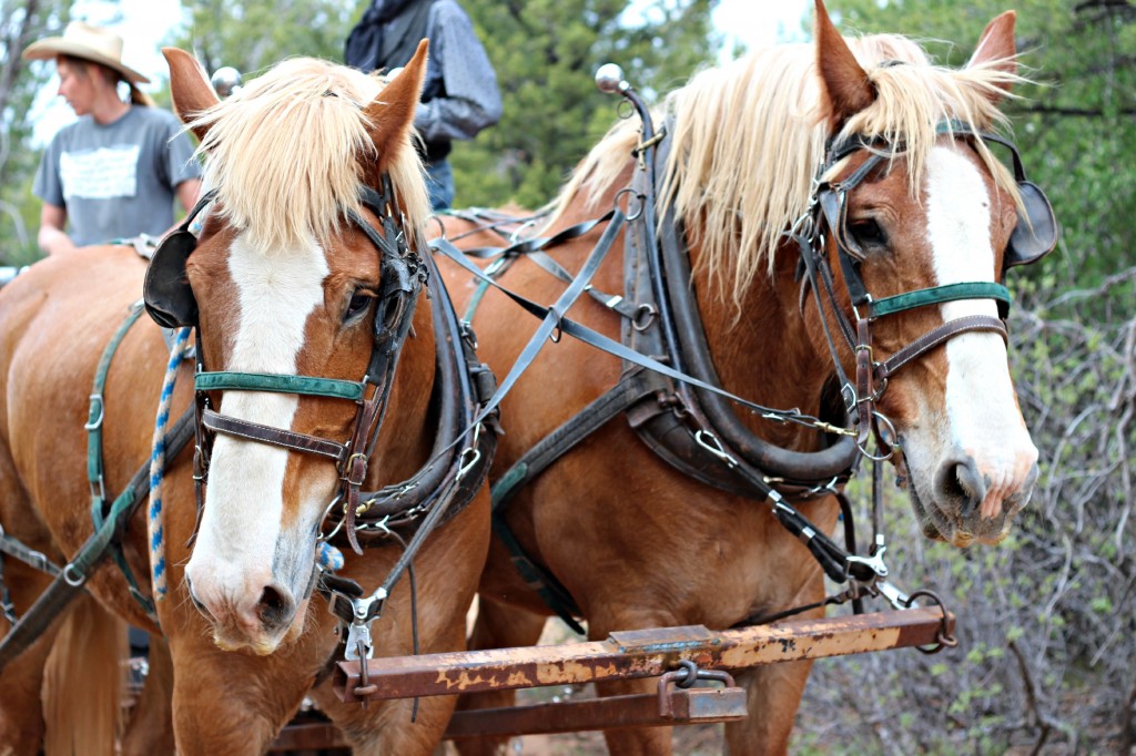 Zion Ponderosa Ranch 5