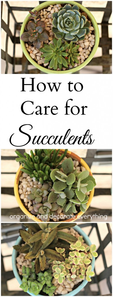 How to Care for Succulents