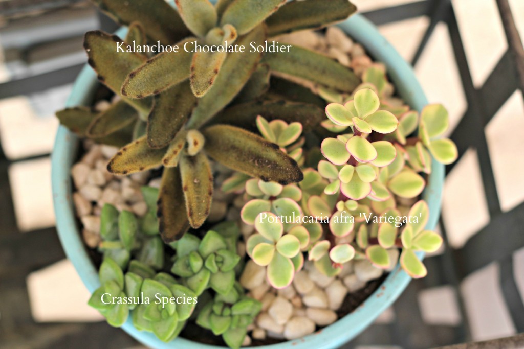 potted succulents blue