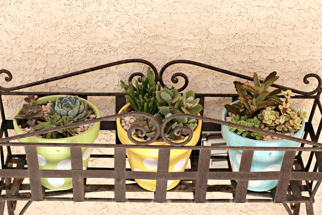 succulents.11