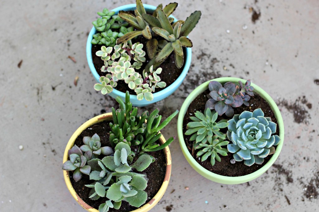 succulents.6