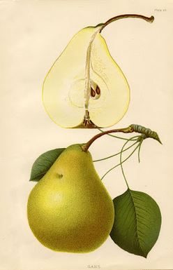 Fruit Decor Pear Print