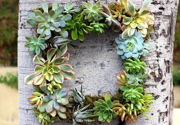 Wreath Succulent