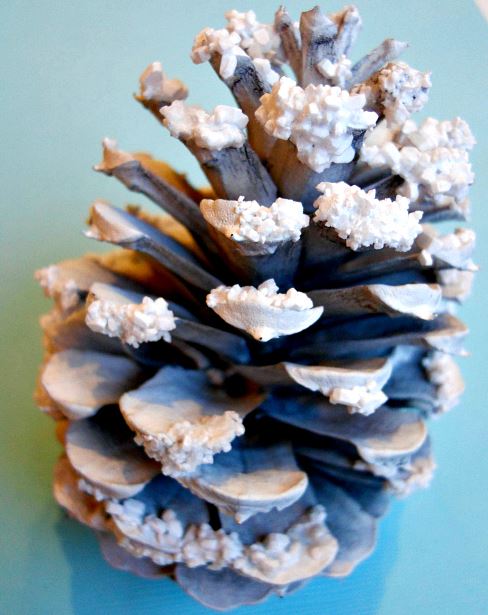 pinecone snowy