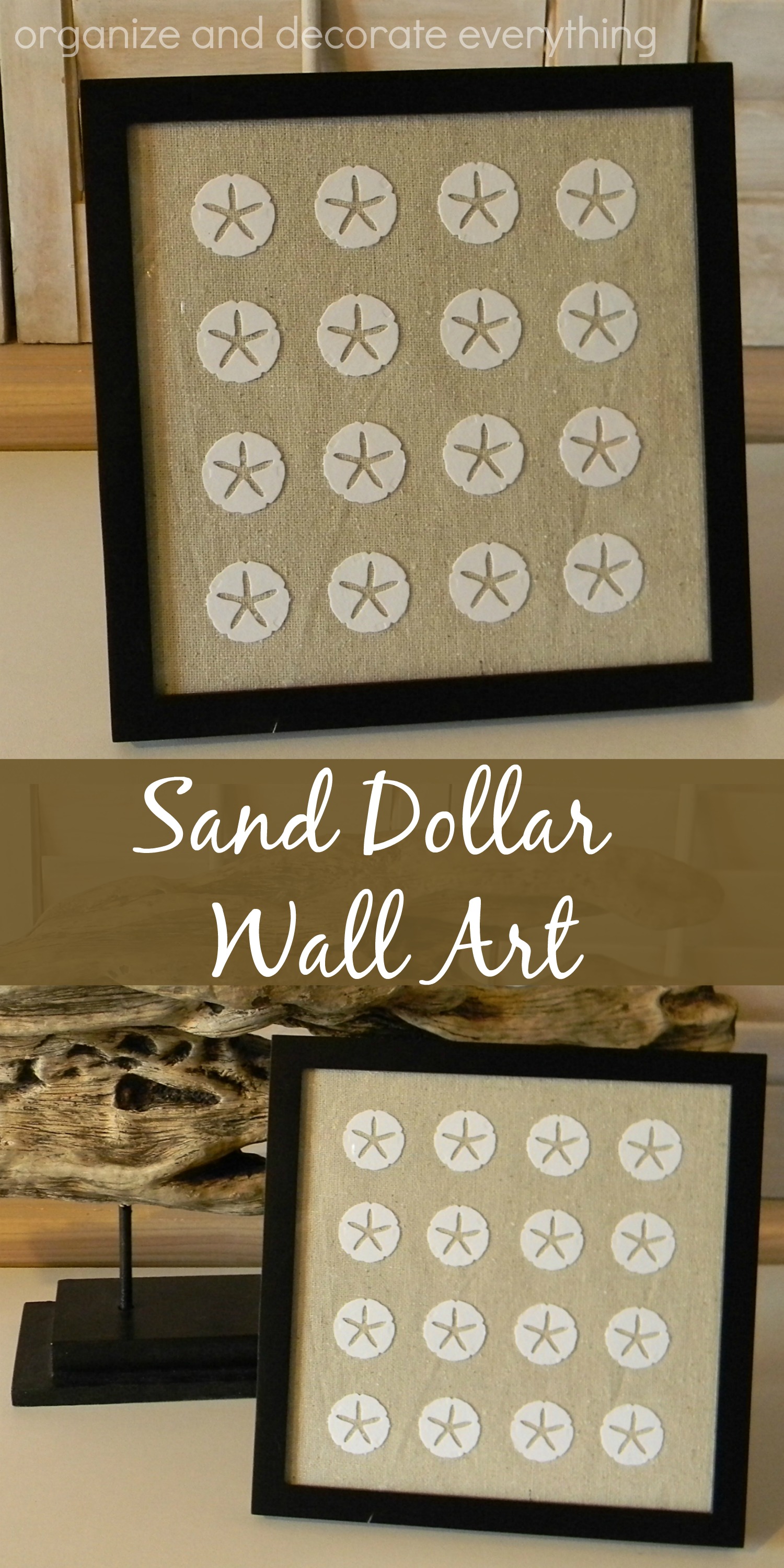 Framed Sand Dollar Wall Art Organize and Decorate Everything