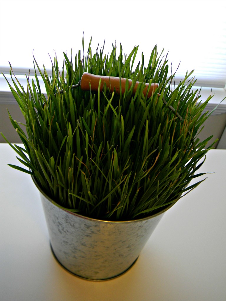Wheat Grass and Paper Flowers