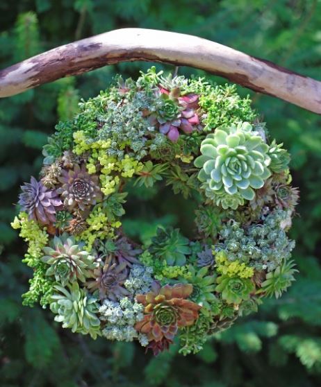 Spring Wreath Succulent