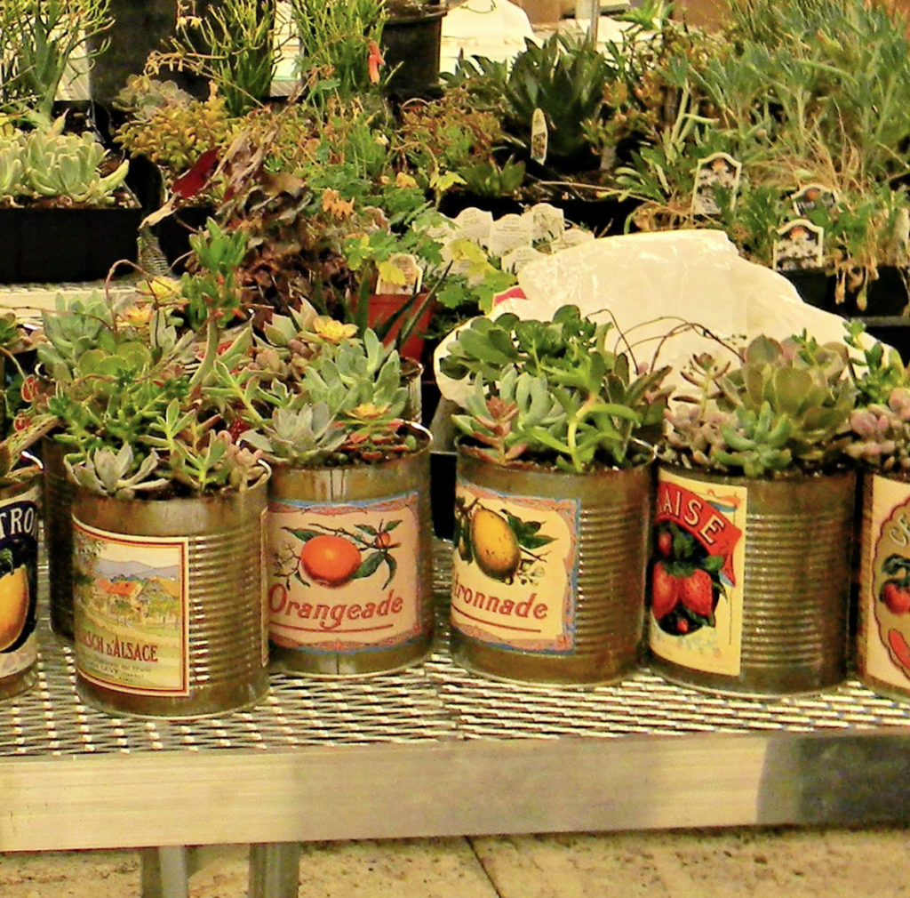 vintage cans planters