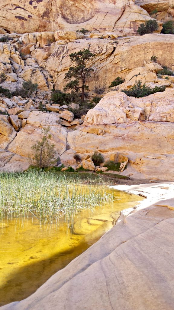 Red Rock Canyon Calico Tank