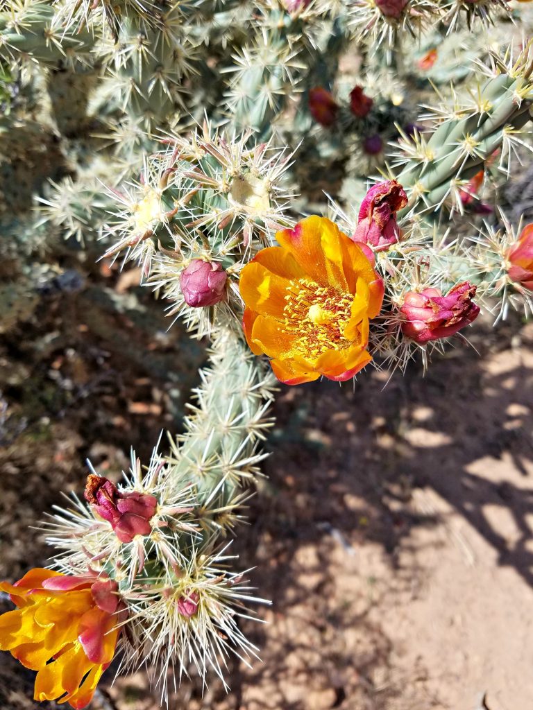 Red Rock Canyon cactus