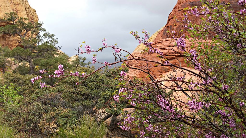 Red Rock Canyon spring flowers and rain