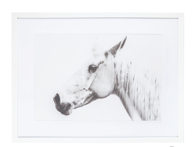 White Horse Framed Photo