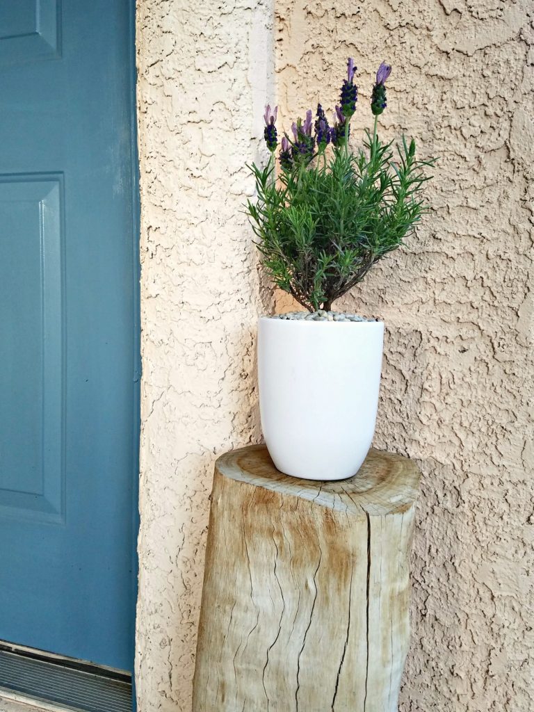 Spring Porch decor lavender pot